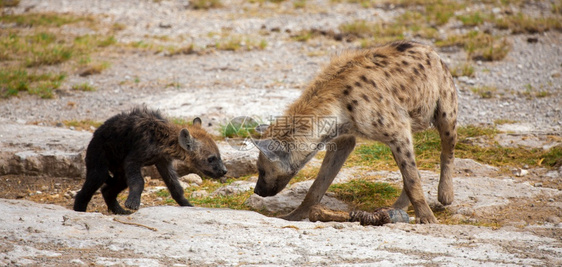 肉食动物肯尼亚的风景和草地上土狼荒野哺乳动物图片