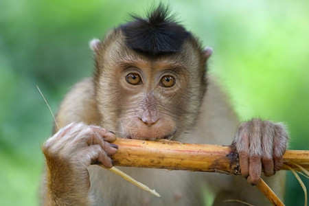 徒步旅行猕猴异国情调印度尼西亚巴厘岛的一只木猴图片