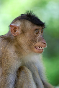 异国情调印度尼西亚巴厘岛的一只木猴猕丛林图片