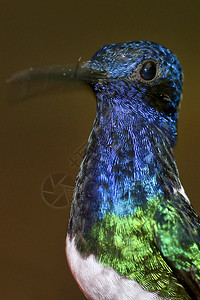 羽毛蜂鸟马基普库纳云雾森林保护区厄瓜多尔皮钦查观鸟图片