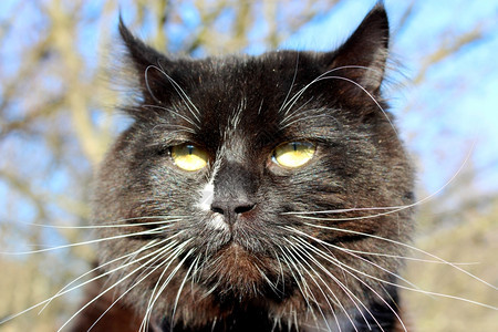 种类蓝天背景上的黑猫邪恶口罩宁静动物图片