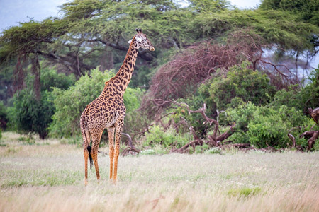 树一只长颈鹿在草原上行走植物间中心萨凡纳图片