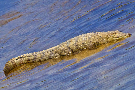 肖像爬虫MuggerCrocodileCrocodyluspalustris湿地皇家巴迪亚国公园巴迪亚公园尼泊尔亚洲预订图片