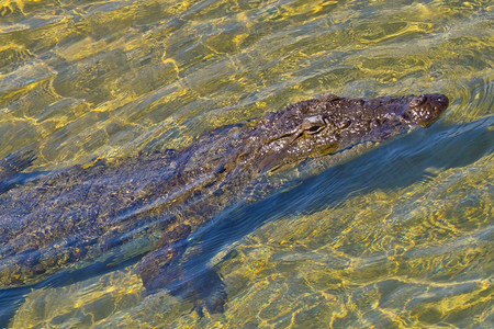 MuggerCrocodileCrocodyluspalustris湿地皇家巴迪亚国公园巴迪亚公园尼泊尔亚洲生态旅游系统脊椎动物图片