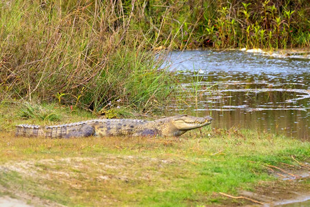 MuggerCrocodileCrocodyluspalustris湿地皇家巴迪亚国公园巴迪亚公园尼泊尔亚洲动物学生荒野图片