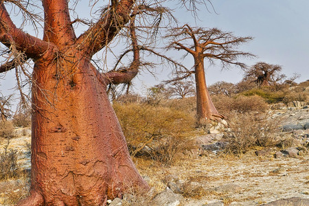 BaobabAdansoniadigitataKubuIslandWhiteSeaofSaltLekhubuMakgadikga图片