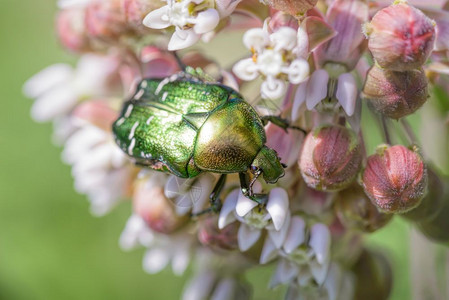 青铜绿色的ChaferBeetleCetoniaaurata花朵在草地温暖的夏日阳光下吃粉红色奶蜜光滑58皮卡图片