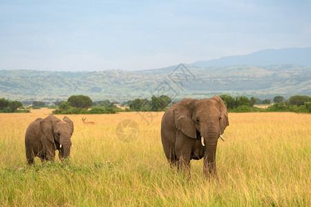 非洲大象Loxodontaafricana女王伊丽莎白公园乌干达非城市风景象形目图片