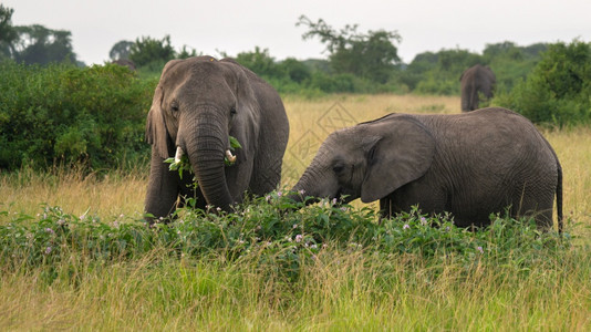 非洲大象Loxodontaafricana女王伊丽莎白公园乌干达荒野风景旅游图片