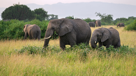 目的地非洲大象Loxodontaafricana女王伊丽莎白公园乌干达生物圈中继的图片