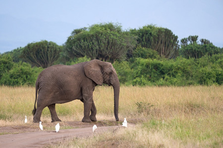 非洲大象Loxodontaafricana女王伊丽莎白公园乌干达户外的苹果浏览器图片