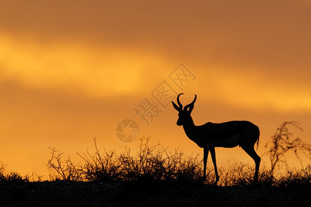 羚羊非洲在南卡拉哈里沙漠的红色天空下被抛出双光背影横扫南非卡拉哈里沙漠日出图片