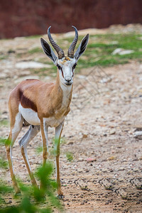 动物群非洲人大羚羊鹿南非草食动物图片