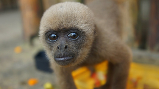 相机脸科龙戈猴子来到镜头的前常见名字叫胡萝卜猴子科龙戈学名称叫拉戈特里克斯索希达肖像图片