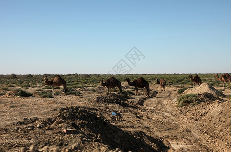 骆驼在撒哈拉沙漠图片