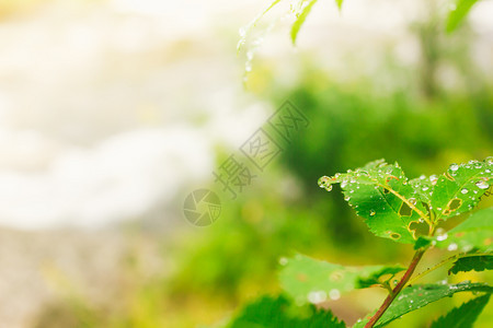 早期的分支绿叶上水滴森林里雨清晨树上露水自然图片