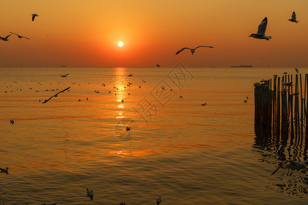 日落黄昏的天空上飞翔的海鸥图片