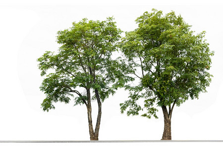 自然白背景的一对夫妇树夏天吠图片