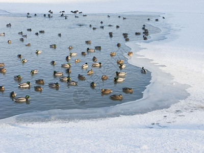季节户外冰冻池塘与游泳鸭的视图溪图片