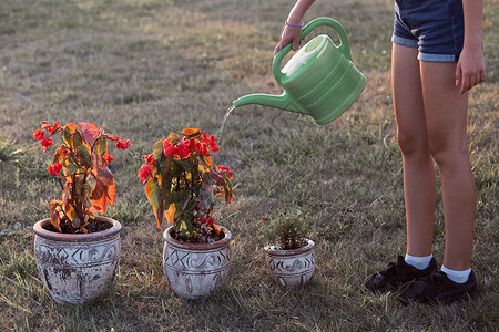 真实的帮助为花盆里种植的鲜浇水从绿罐中倒在日落Candid人后院工作真实时刻和情况提供饮用水的少女园艺丁图片