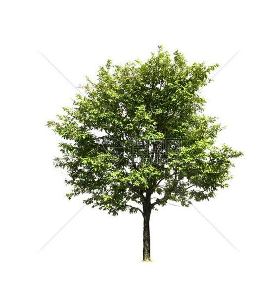 天吠白色背景上隔离的树木用于设计并有剪切路径的热带树和植物图片