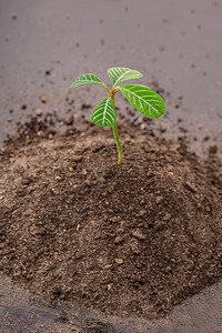 白色背景中一把地球上的植物草芽手图片