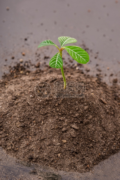 白色背景中一把地球上的植物草芽手图片