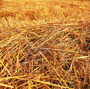 地面田农业背景的草堆纹理场地棕色的图片