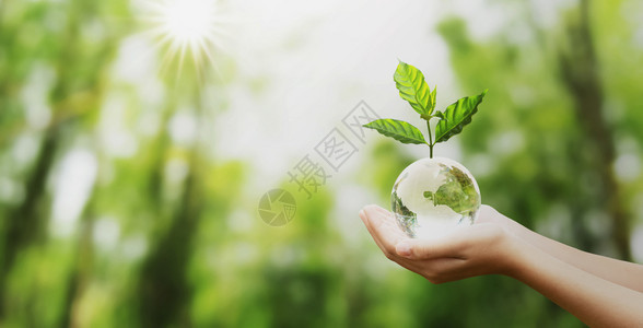 树种和绿色自然的玻璃球手握背景生态概念模糊回收水晶保护图片