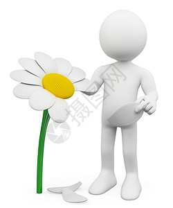 白色的希望男人从花瓣上泪滴落的菊花选择孤立的白种背景概念算命图片