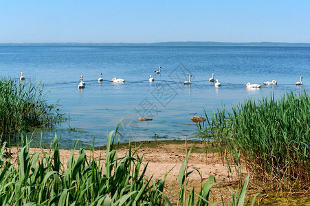 荒野优雅浪漫夏天湖上的鹅一群水鸟夏天湖上的鹅图片