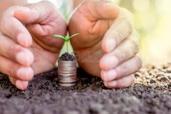 钱树苗生长在放地上的一枚硬币而月经的手被包围铢绿色图片