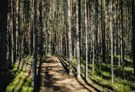 林中树冠与阴影对比的丛之间路径在隐秘森林中道路太阳自然光图片