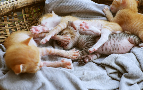 一窝新生小猫睡在一起图片