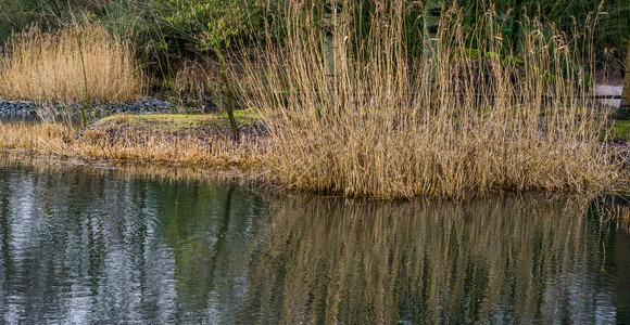 荒野沼泽树木水湖有很多干燥的黄高草河堤荷兰自然景观背等水湖图片
