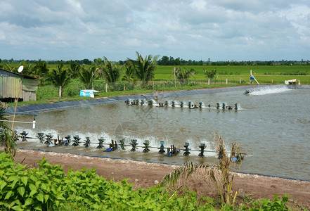 为了暴跌池塘越南湄公河三角洲的云天下虾孵化池发动机旋转在越南农村之间为虾湖和水制造氧2图片