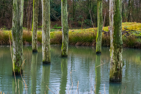 水湖有气候恶劣的木电杆森林中的沼泽欧洲自然景观背极风化植物图片