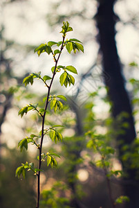 新绿树叶枝美丽颜色散景图片