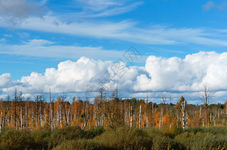 晴天在沼泽中的阳光秋天湿地蓝空白云的树干自然植物图片