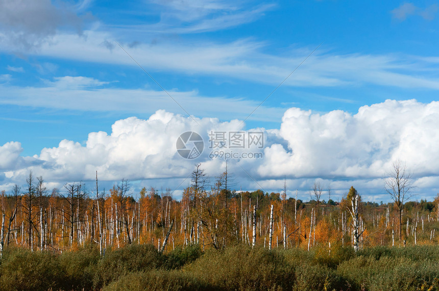 晴天在沼泽中的阳光秋天湿地蓝空白云的树干自然植物图片