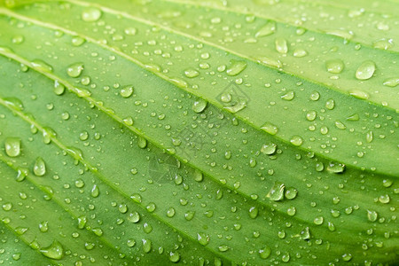 细节想知道绿色叶胶片有雨滴的紧闭绿叶纹理新鲜自然背景抽象的图片