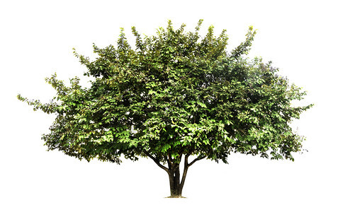 白色背景上隔离的树木用于设计并有剪切路径的热带树和单身的干吠图片