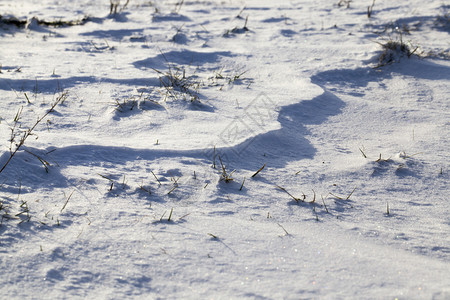 田野中积雪的流草通过它们生长冬季风景观田野中的雪地滑霜场白色的图片