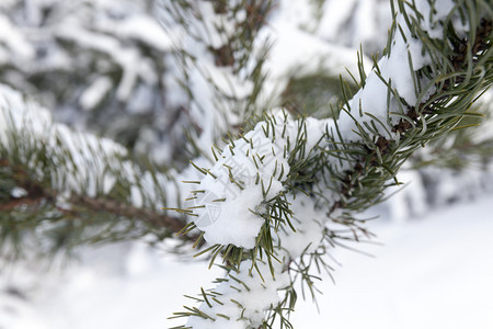阳光自然冬季的松林拍摄了冬日森林树枝上带白雪的缝合镜头美丽图片