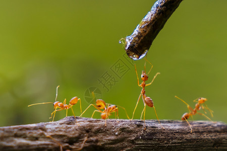 夏天厨师自然树枝上滴落的红蚁饮用水花园图片