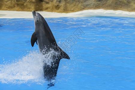 水族馆海豚表演图片