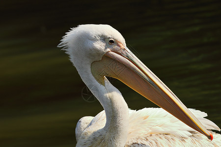 自然在焦点背景外的Peelcanusonocrotalus肖像鸟类学白色的图片