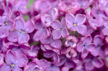 紫色花朵丁香在特写镜头水滴在花丁香特写镜头水滴在花生长薰衣草粉色的图片