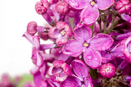 紫色花朵丁香在特写镜头水滴在花丁香特写镜头水滴在花纯度飞沫自然图片