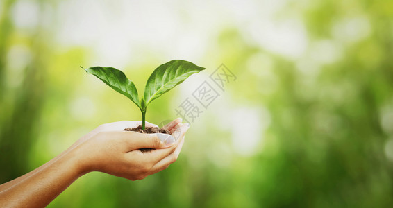 友好天人们将年轻植物放在绿色模糊与阳光背景的绿色照上图片